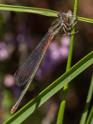 Ceriagrion tenellum typica female